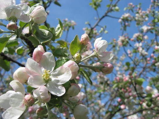 5月11日の誕生花と花言葉です とことこ湘南