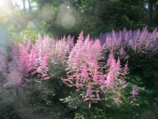 Astilbe_01[1]