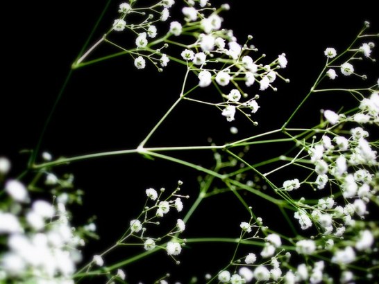 Babys-breath_01[1]