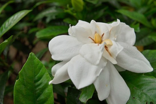 Cape-jasmine_01[1]