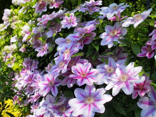 Clematis_01[1]