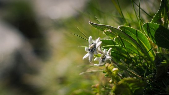 Edelweiss_01[1]