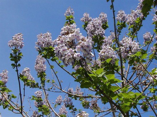 5月9日の誕生花と花言葉です とことこ湘南