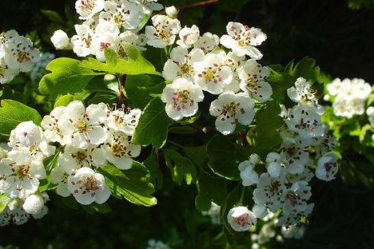 Hawthorn_01[1]