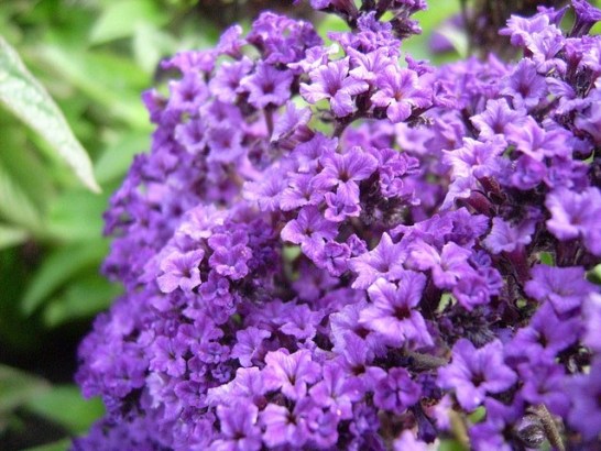 Heliotrope_01[1]