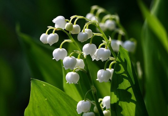 Lily-of-the-valley_01[1]