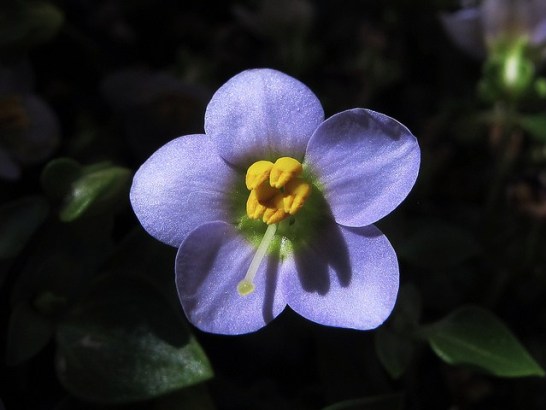 5月30日の誕生花と花言葉です とことこ湘南