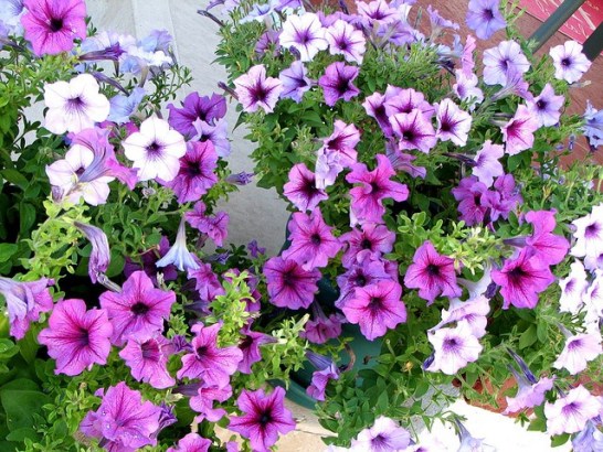 Petunia_01[1]