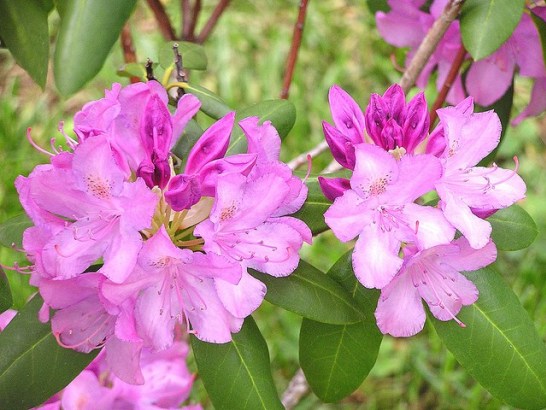 5月8日の誕生花と花言葉です とことこ湘南