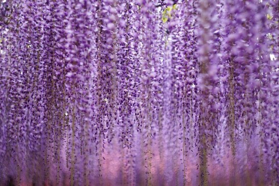 5月31日の誕生花と花言葉です とことこ湘南 5月31日の誕生花と花言葉です とことこ湘南