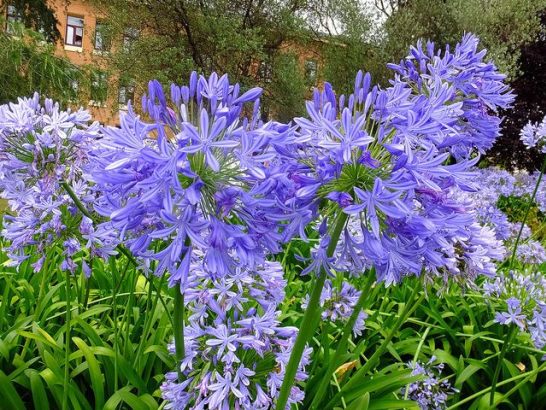 Agapanthus_01[1]