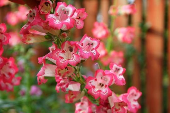 Beardtongue_01[1]