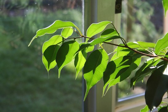 Benjamin-tree_01[1]