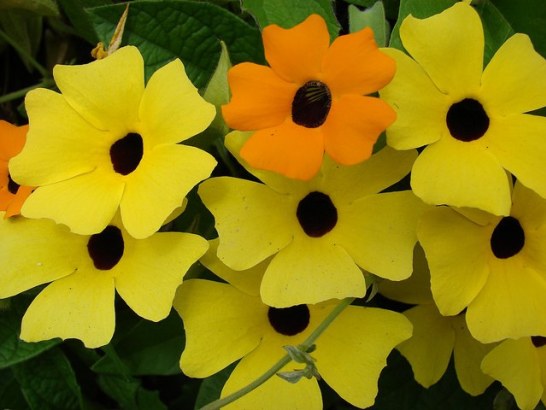 Black-eyed-Susan-vine-01[1]