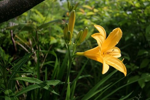 6月4日の誕生花と花言葉です とことこ湘南