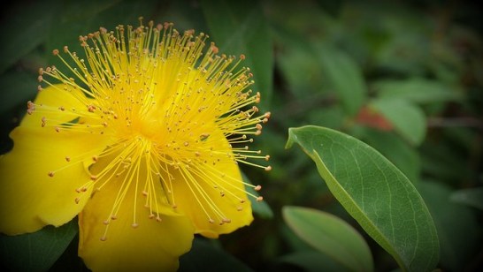 Chinese-hypericum-01[1]