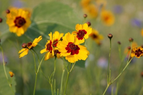 6月14日の誕生花と花言葉です とことこ湘南