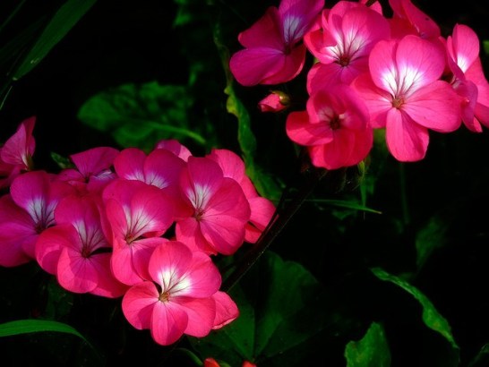 Geranium_01[1]