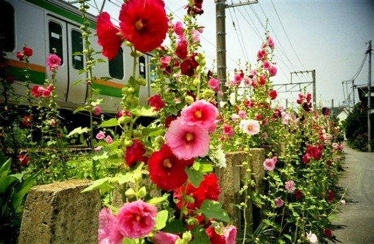 Hollyhock_01[1]