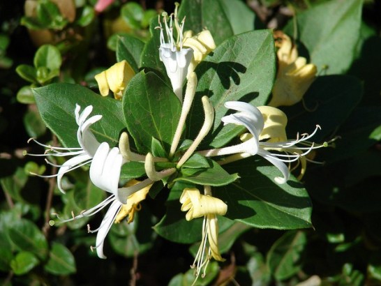 Honeysuckle_01[1]