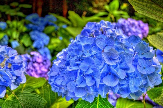 Hydrangea_01[1]