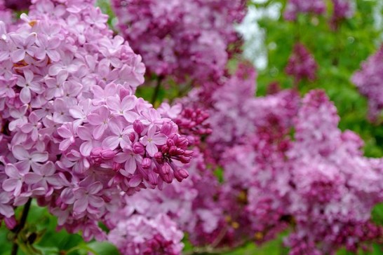 Lilac_01[1]