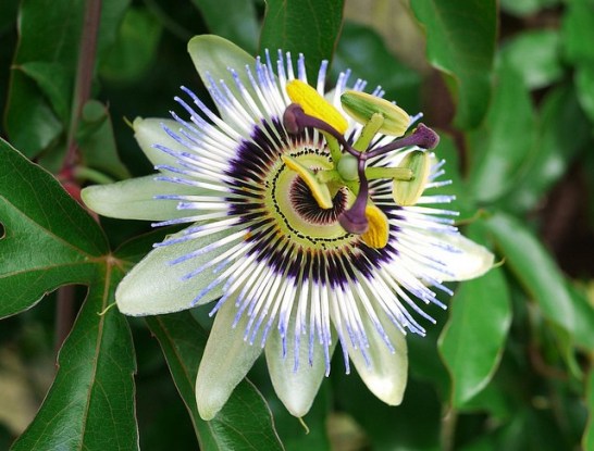 Passion-flower_01[1]