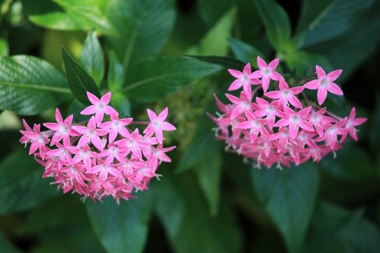 Pentas_01[1]