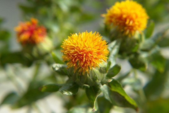 Safflower_01[1]