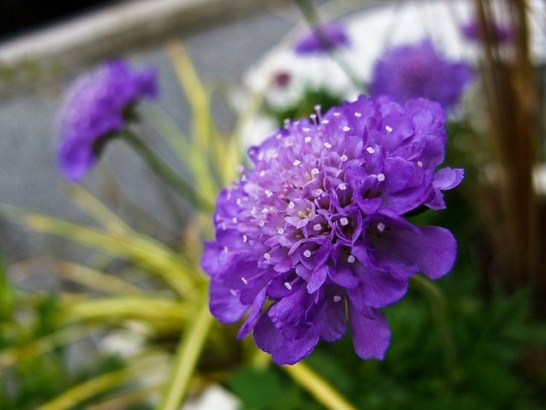 Scabiosa_01[1]