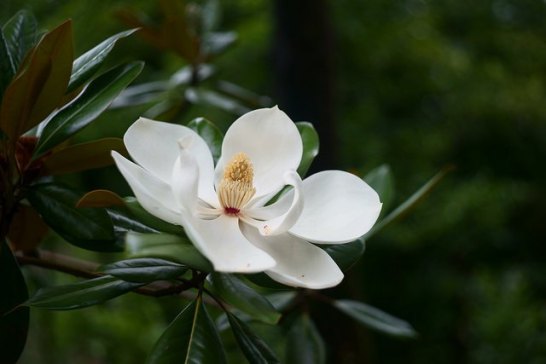 Southern-magnolia_01[1]