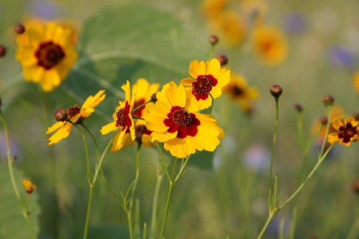 7月26日の誕生花と花言葉です とことこ湘南