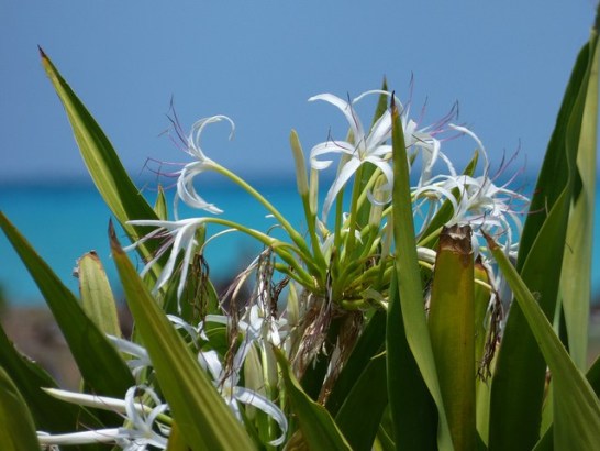 Grand-crinum-lily-01[1]