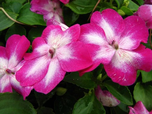 Impatiens_01[1]