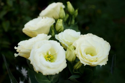 Lisianthus_01[1]