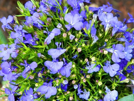 Lobelia_01[1]