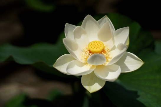 Lotus_01[1]