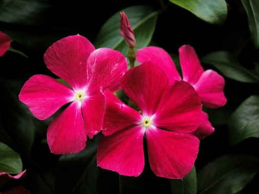 Madagascar-periwinkle_01[1]