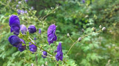 Monkshood_01[1]