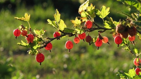 7月8日の誕生花と花言葉です とことこ湘南