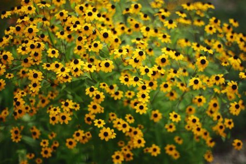 Rudbeckia_011-1