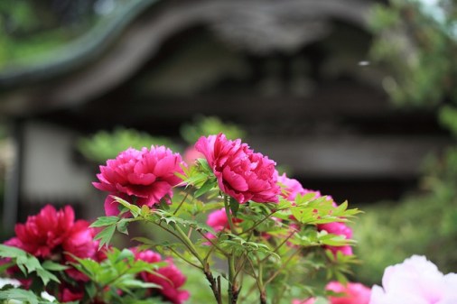 Tree-peony_01[2]