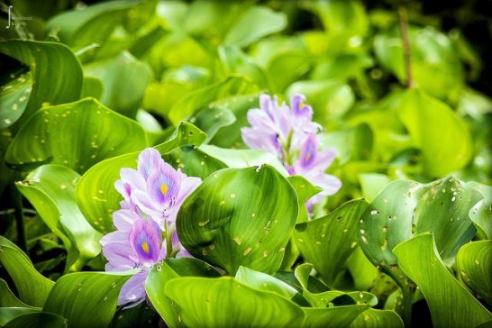 Water-hyacinth-01[1]