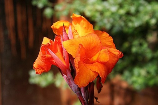 Canna_01[1]