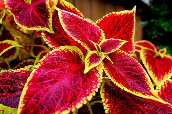 Coleus_01[1]