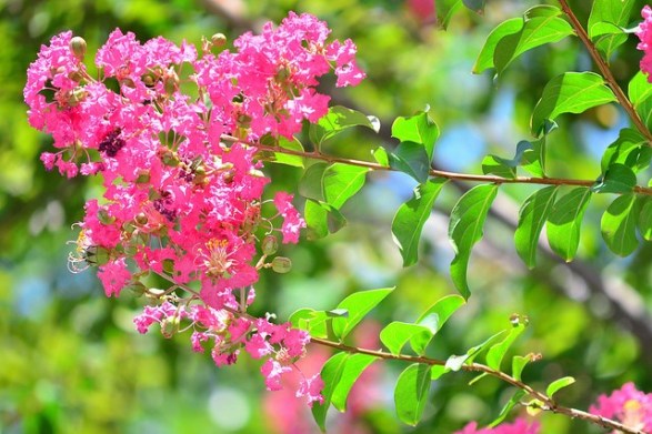 Crape-myrtle_02[1]