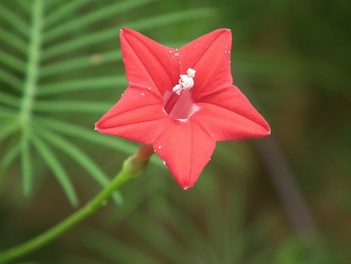 Cypress-vine-01[1]