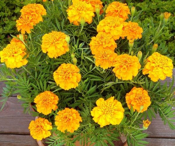 Marigold_01[1]