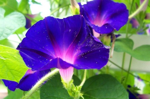 Morning-glory_01[1]