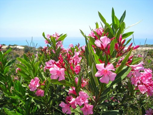 Oleander_01[1]